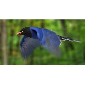 Taiwan Blue Magpie (Animated)